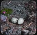 Image of Arctic Tern Nest with Two Eggs